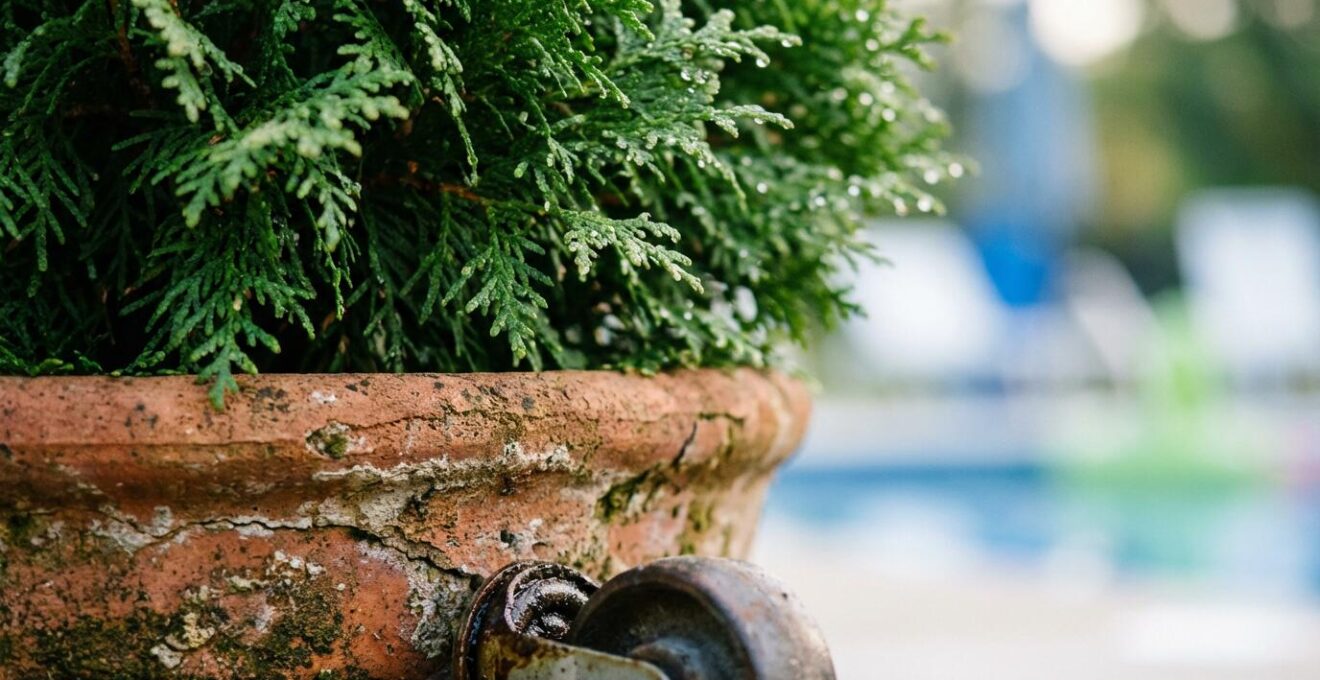 Large potted evergreen plants on wheeled platforms creating a moveable privacy screen by a pool.